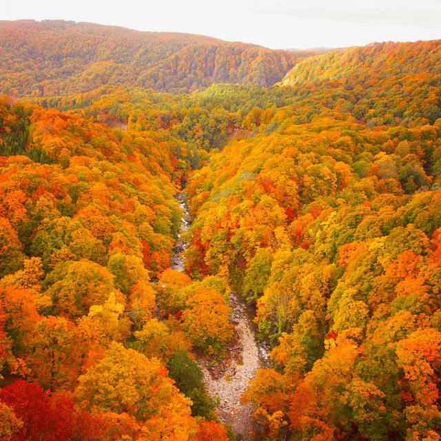 autumnal leaves of beech and maple, aerial view of national park in northern japan