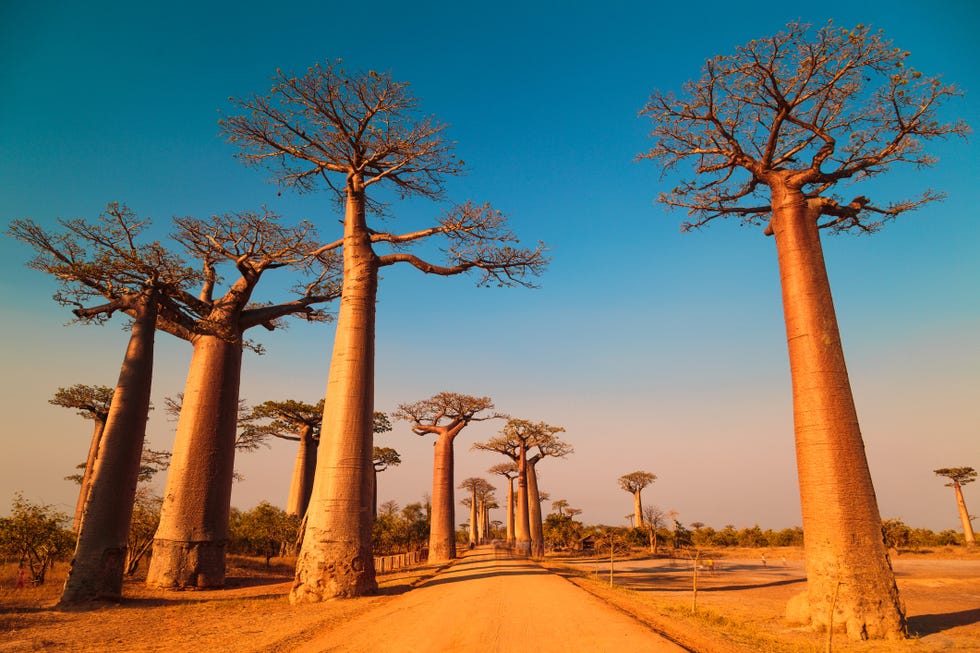 avenue of the baobabs