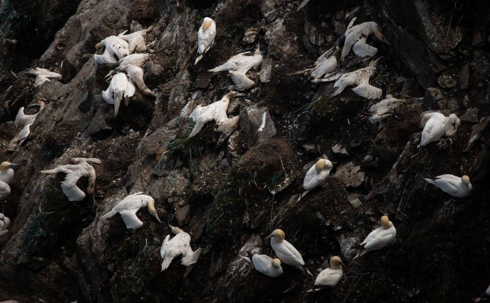 Karkassen van janvangenten liggen verspreid op een rotswand in het Hermaness National Nature Reserve een vogelreservaat op de Shetlandeilanden waar 30000 janvangenten broeden 4 juli 2022