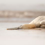 Een dode janvangent ligt op de kust van Bass Rock s wereld grootste broedkolonie van deze zeevogelsoort 6 juni 2022