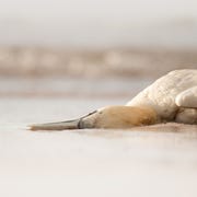 Avian_Flu_Rachel_Bigsby_2 Een dode janvangent ligt op de kust van Bass Rock s wereld grootste broedkolonie van deze zeevogelsoort 6 juni 2022