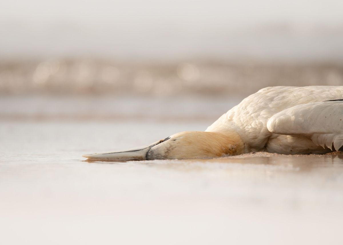 Een dode janvangent ligt op de kust van Bass Rock s wereld grootste broedkolonie van deze zeevogelsoort 6 juni 2022