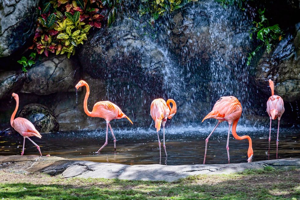 flamingos in the national aviary park in cartagena, columbia that surrounds the duty free shop in the port of cartagena