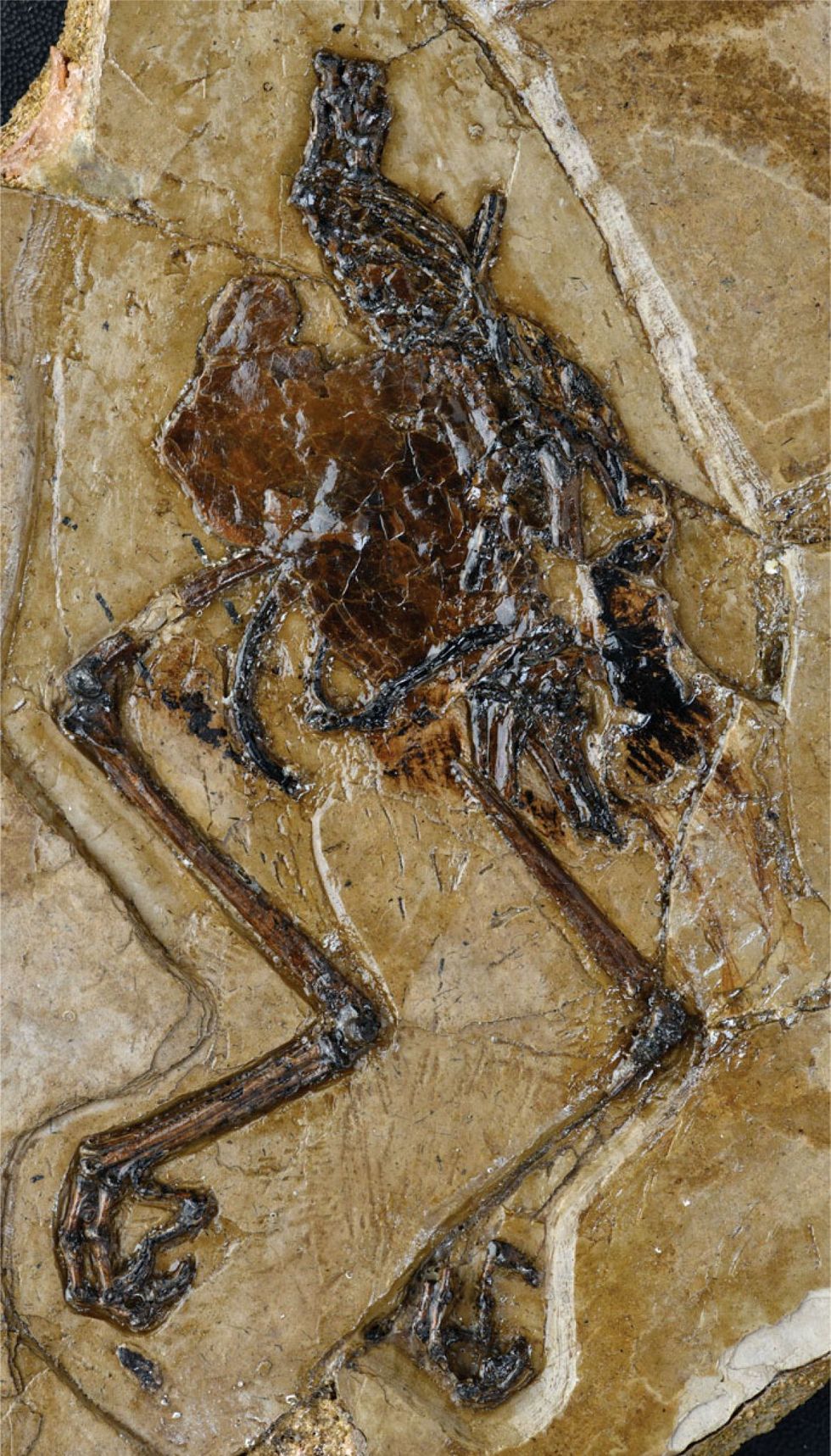 In deze foto van het fossiel van de Avimaia schweitzerae is het bewaard gebleven ei zichtbaar als de bruine leerachtige massa vlakbij het midden van het lijf van de vogel