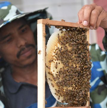 un apicultor observa un panal de abejas