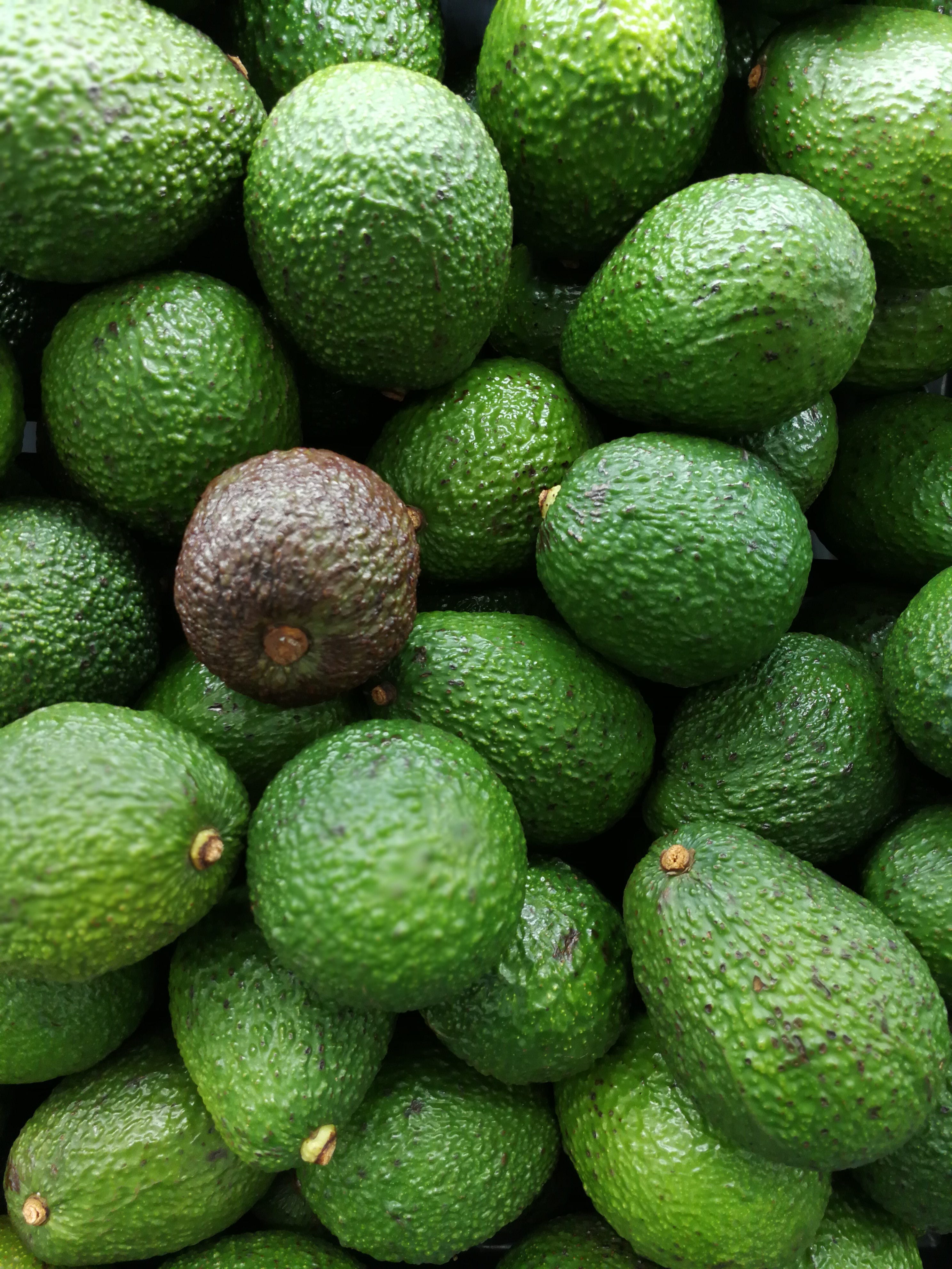 avocado background