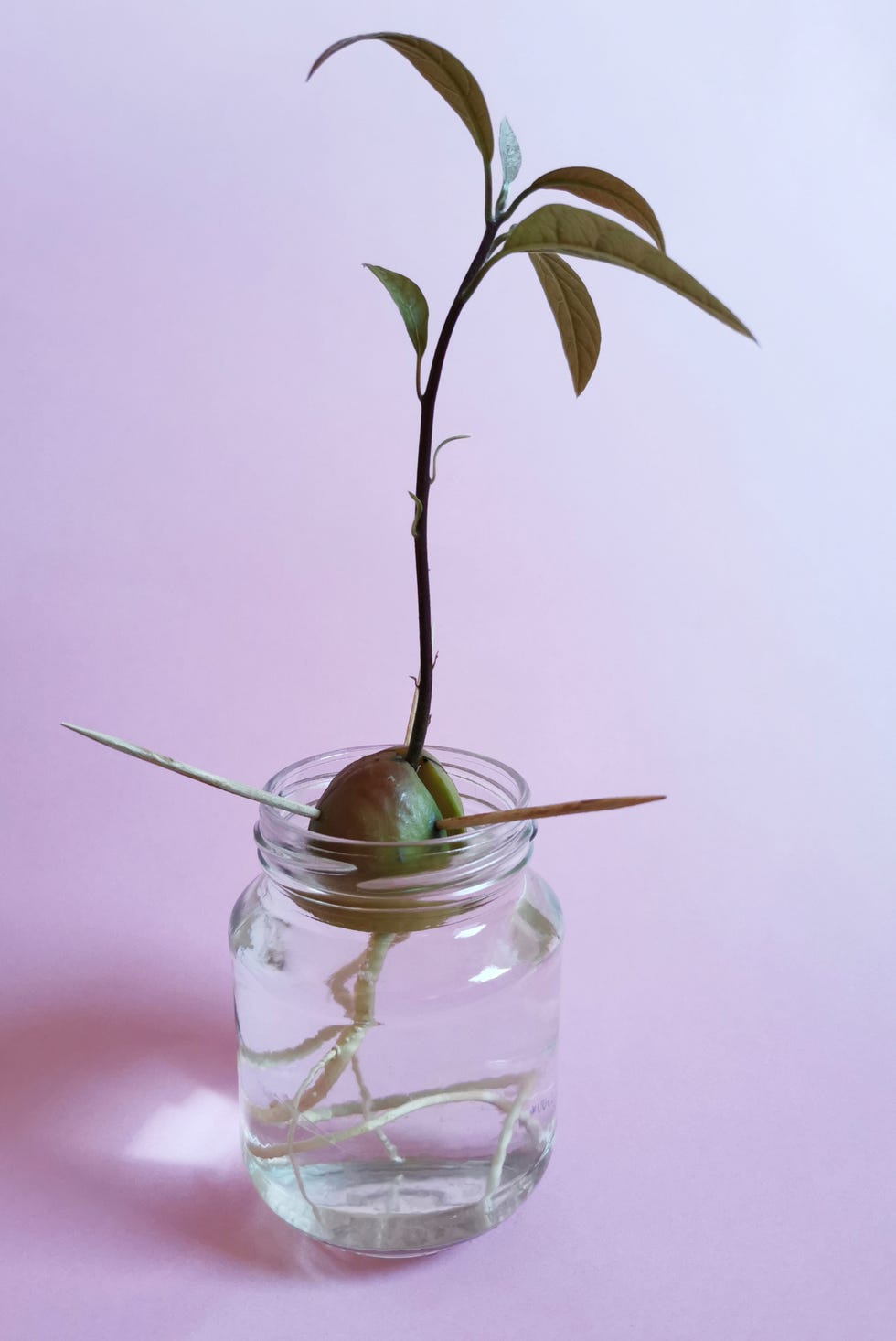 a vertical shot of a sprout of an avocado seed in a glass jar