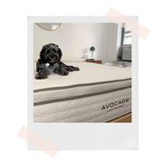dog on avocado mattress