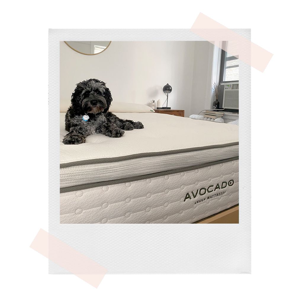 dog sitting on avocado mattress
