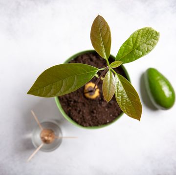 avocado plant in green flower pot, sprouting avocado seed in glass of water and ripe avocado fruit on gray background