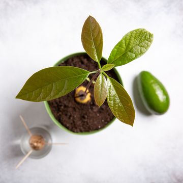 avocado plant in green flower pot, sprouting avocado seed in glass of water and ripe avocado fruit on gray background
