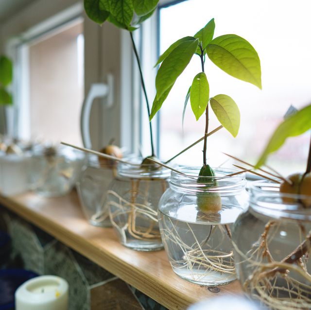 avocado plant seed sprouting and growing in glass cup with water