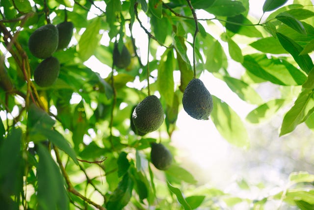 avocado tree