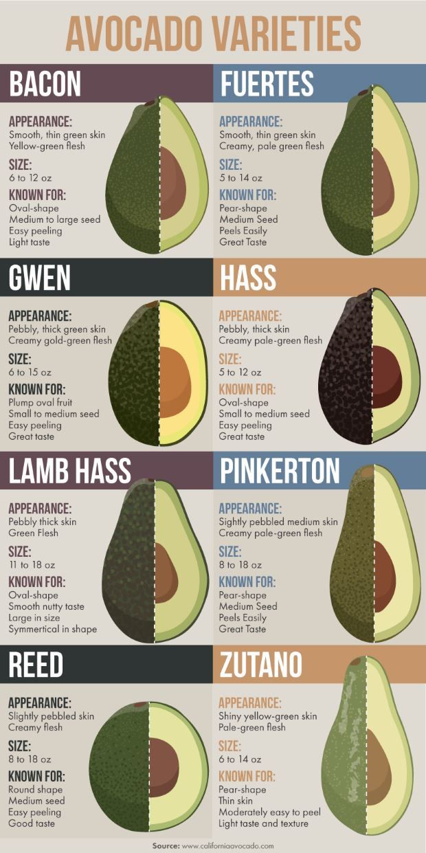 Avocado varieties infographic
