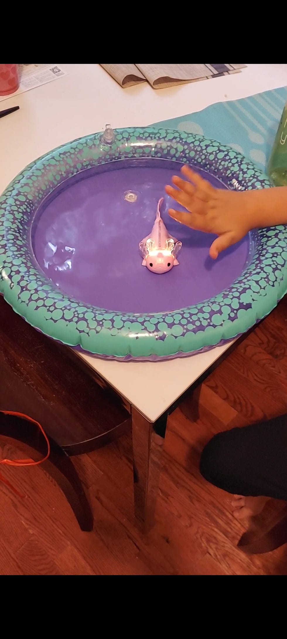 a fingerling axolotl in its pool
