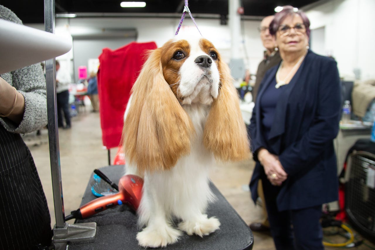 how much do you win for the national dog show