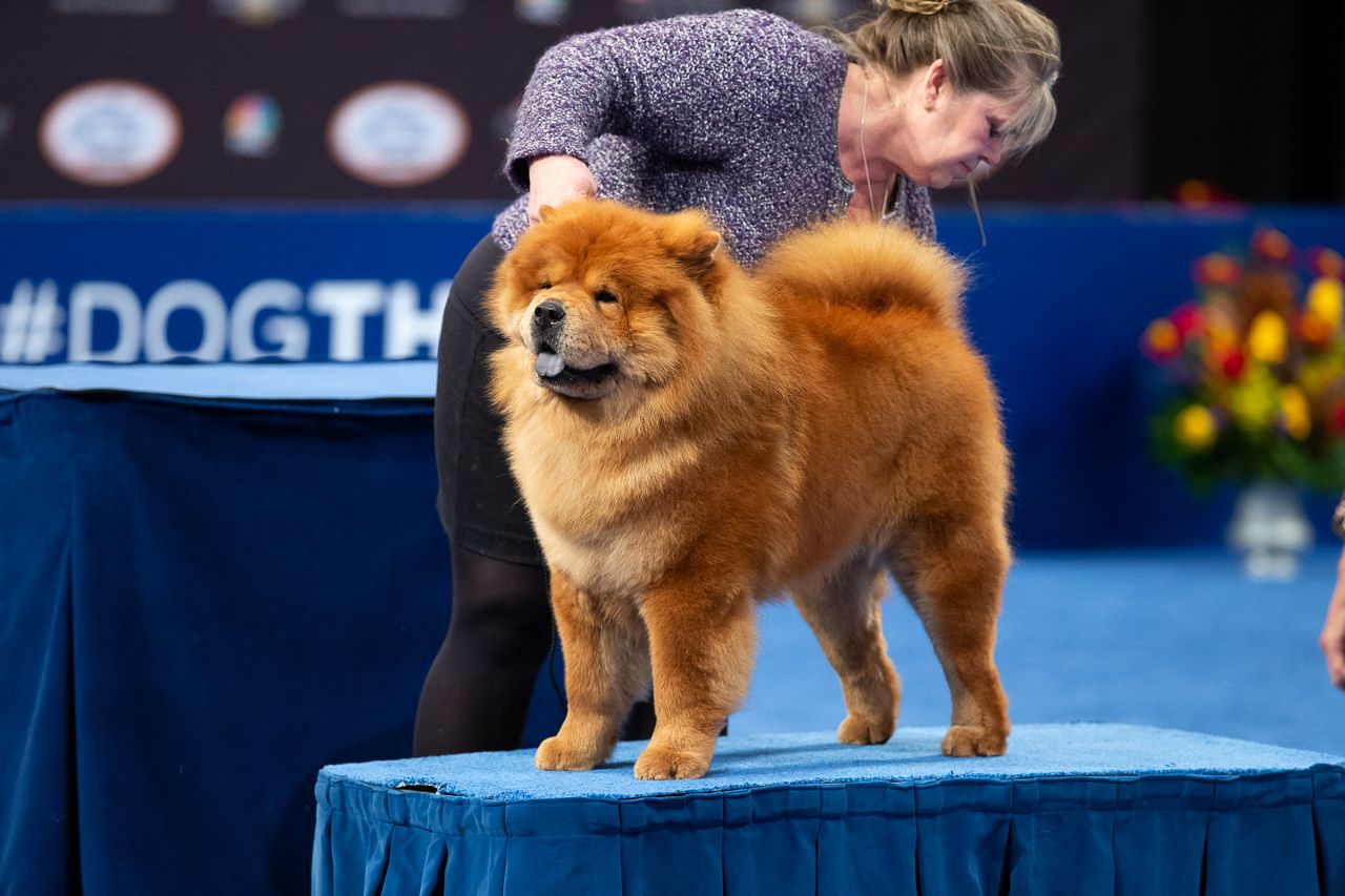 has a chow chow ever won best in show