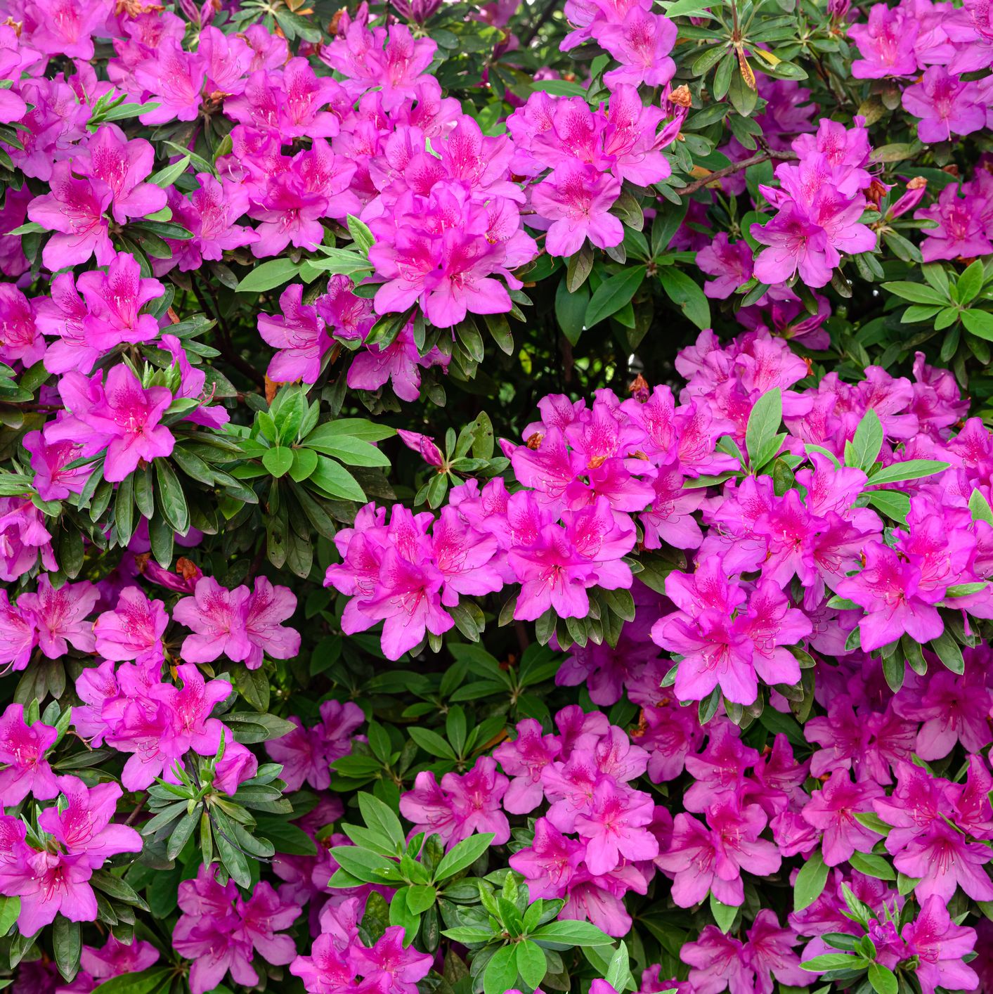 azalea flower