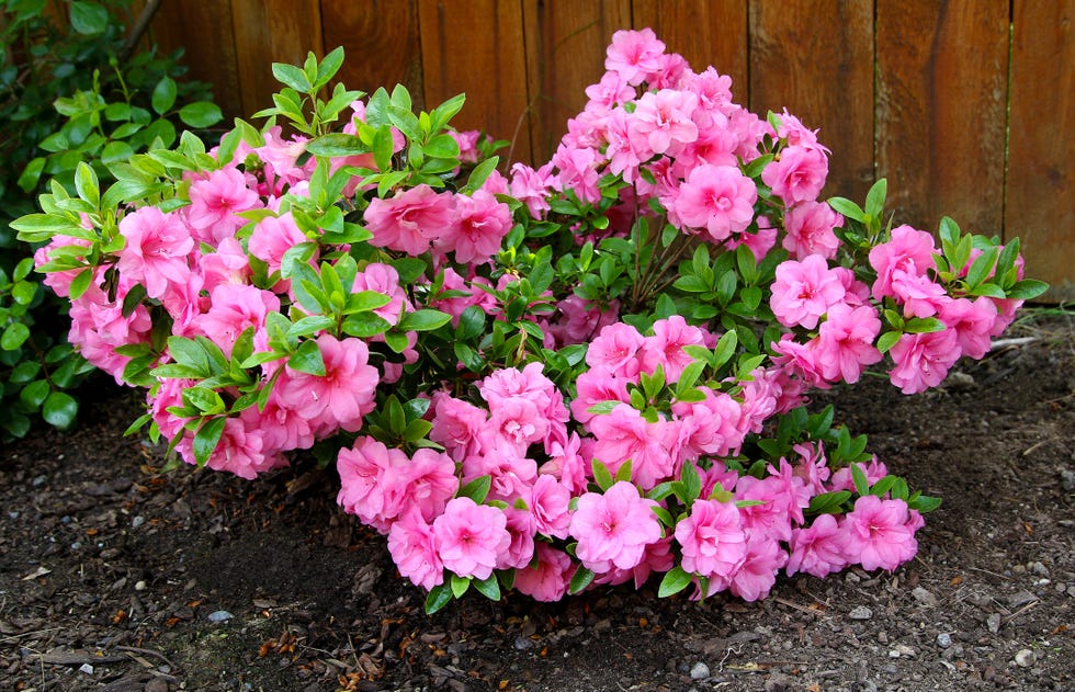 best evergreen shrubs azalea