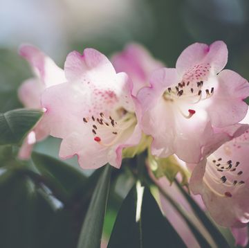 azalea rhododendron