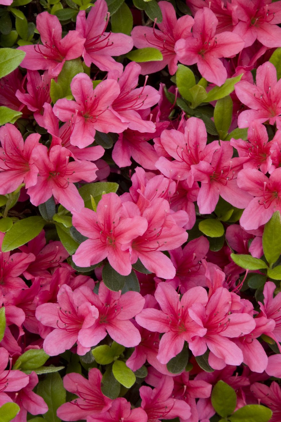 azalea