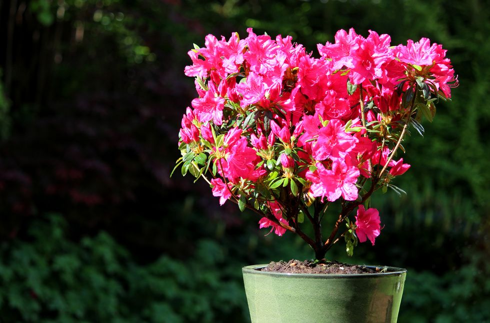 azalea rhododendron with red  pink flower in plant pot image