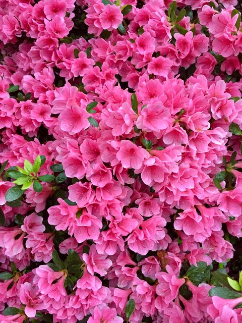 brooklyn, nyc   may 13, 2018 close up of pink azalea flowers in full bloom in an outdoor front yard garden on a springtime afternoon
