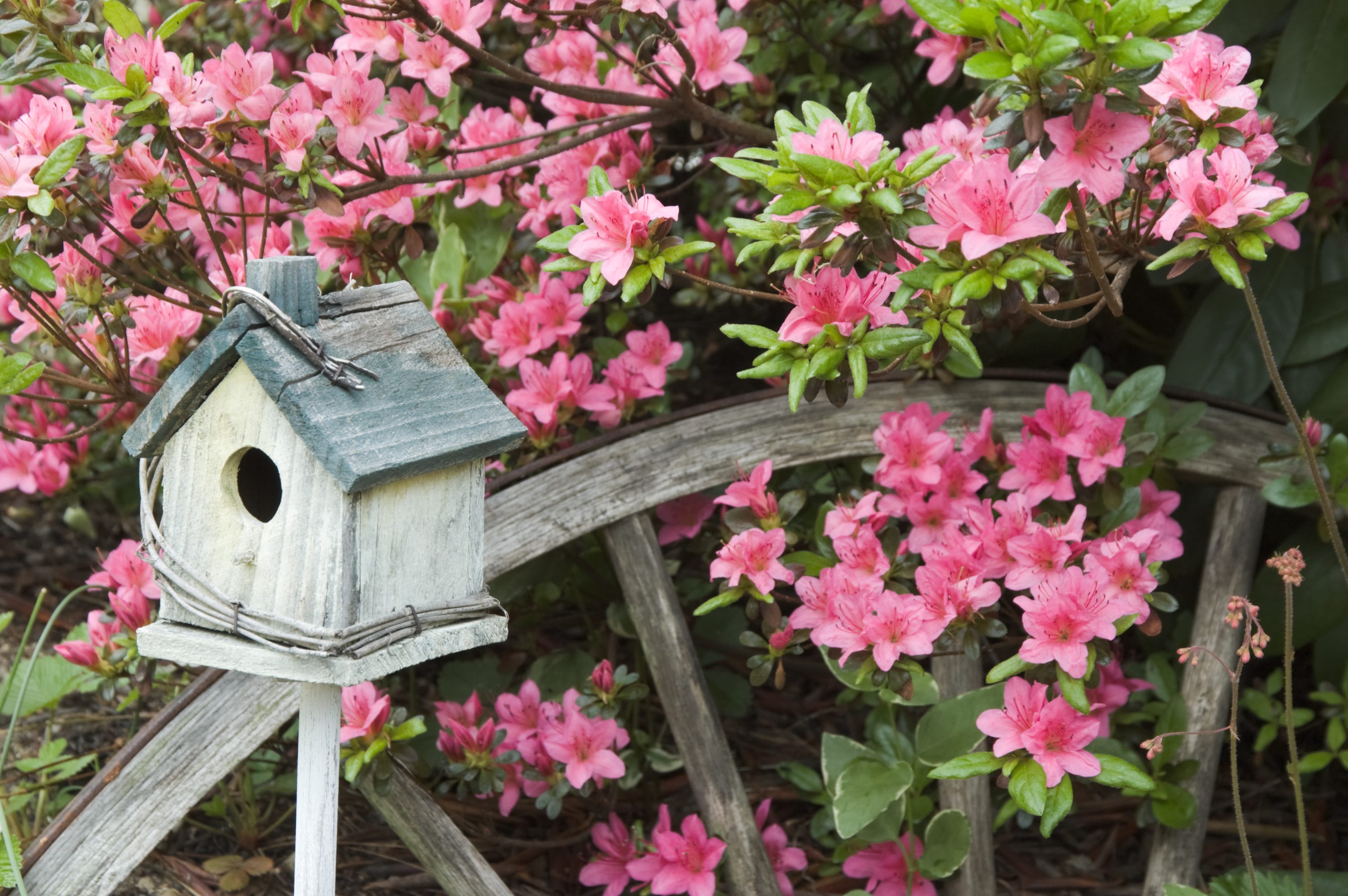 How to Grow Beautiful Azaleas