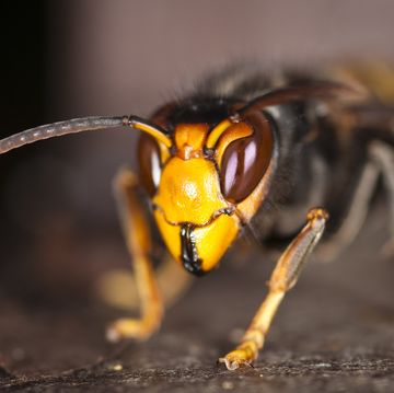 foto van aziatische hoornaar