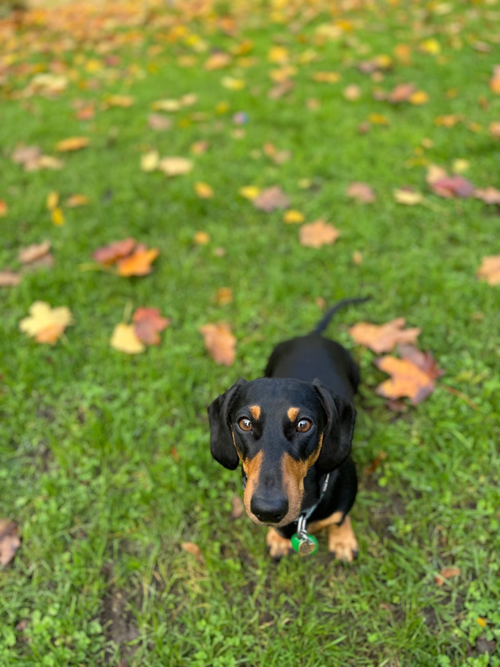 dog chooses my dates