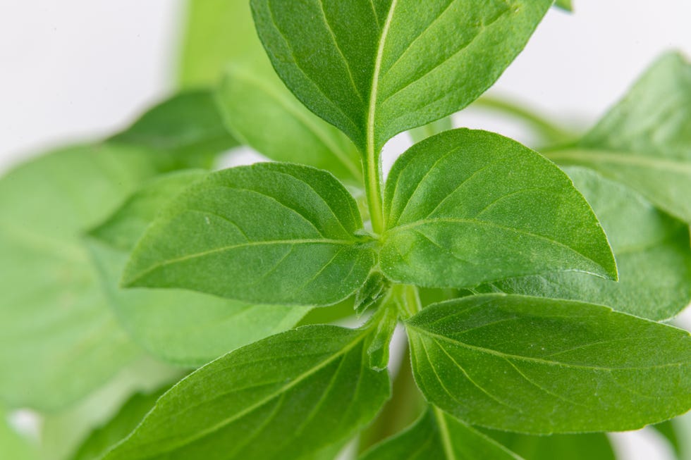 Close-up of fresh basil leaves that have a vibrant green...