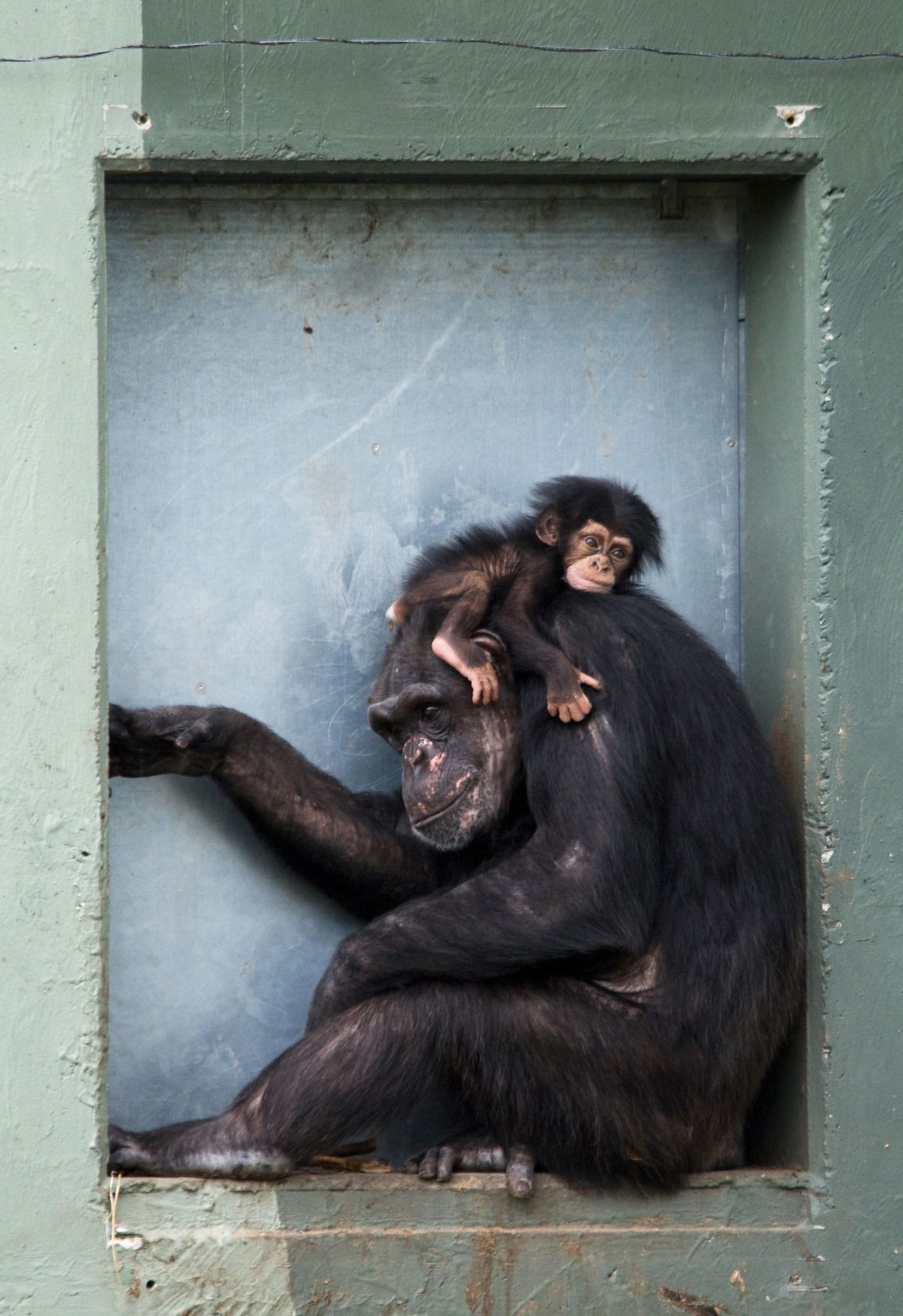 Een babychimpansee knuffelt zijn moeder Deze mensachtigen hebben ongeveer 99 procent van hun DNA gemeen met de mens