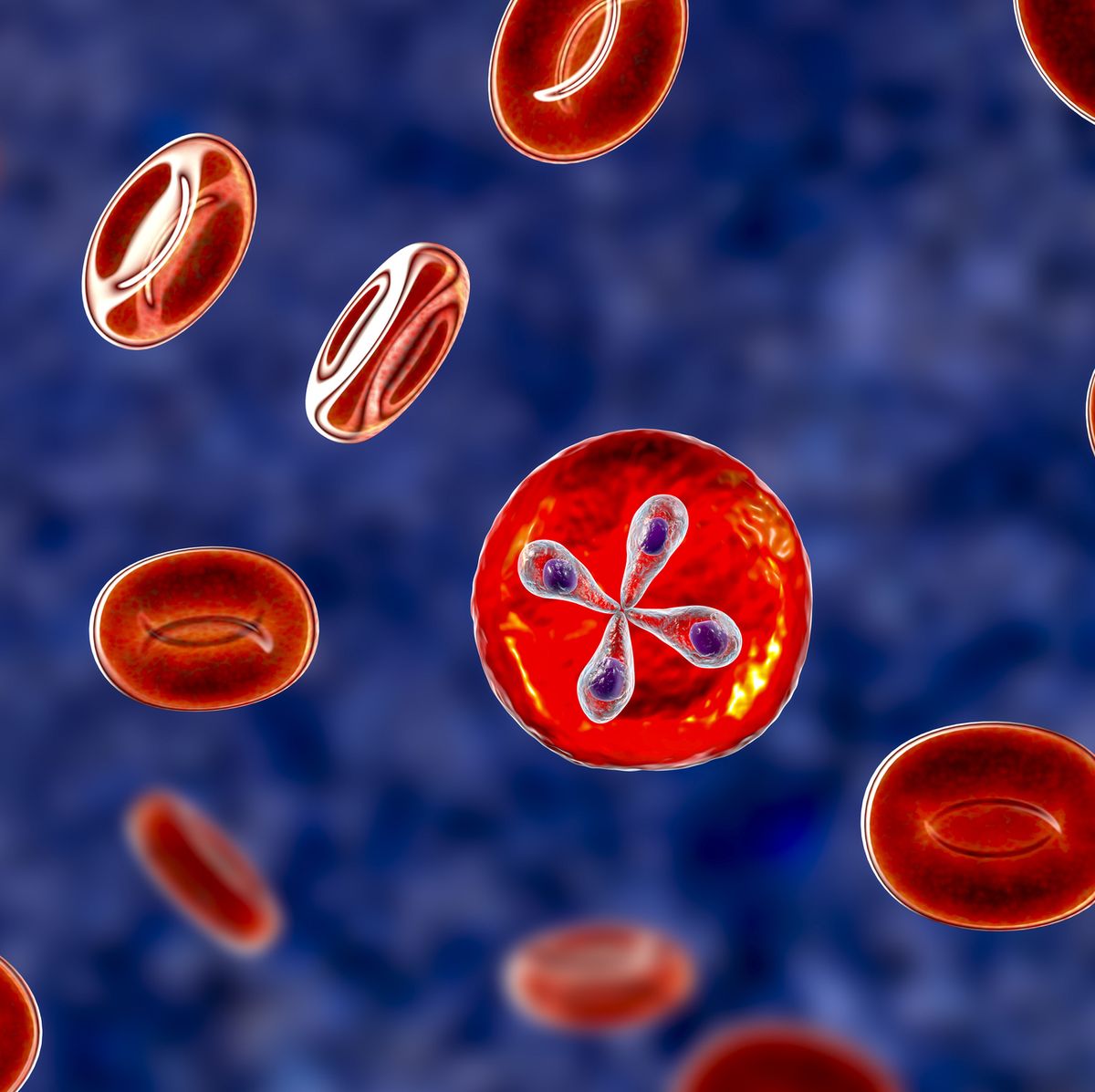babesia parasites inside red blood cell, the causative agent of babesiosis