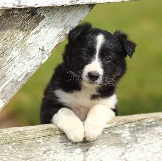 a beautiful black and white border collie puppy rests his paws on a rustic wooden fence with peeling white paint
