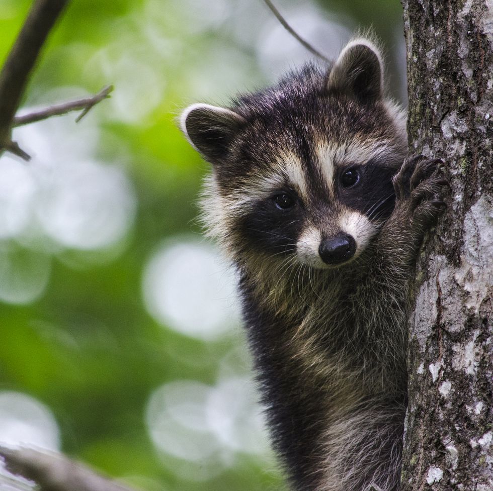 baby raccoon in a tree, with its family near by