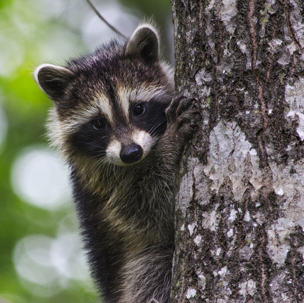 baby raccoon in a tree, with its family near by