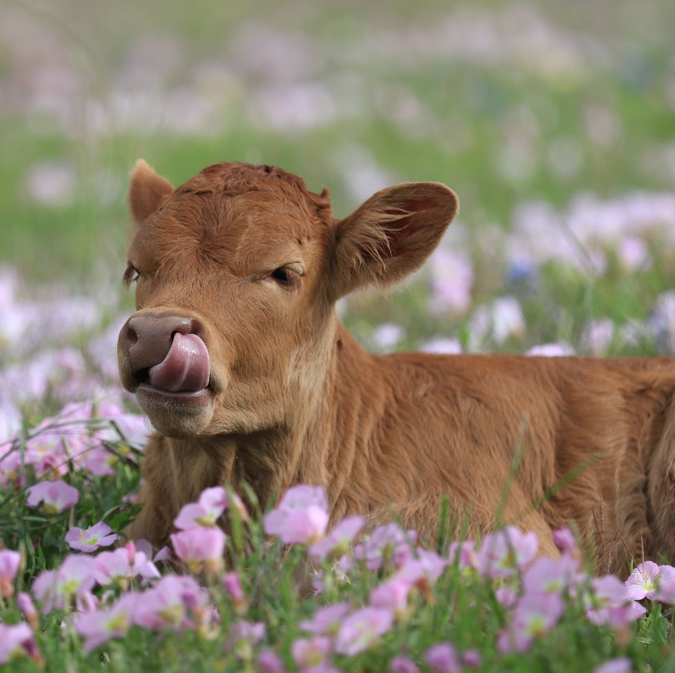 a cow lying in a field of flowers