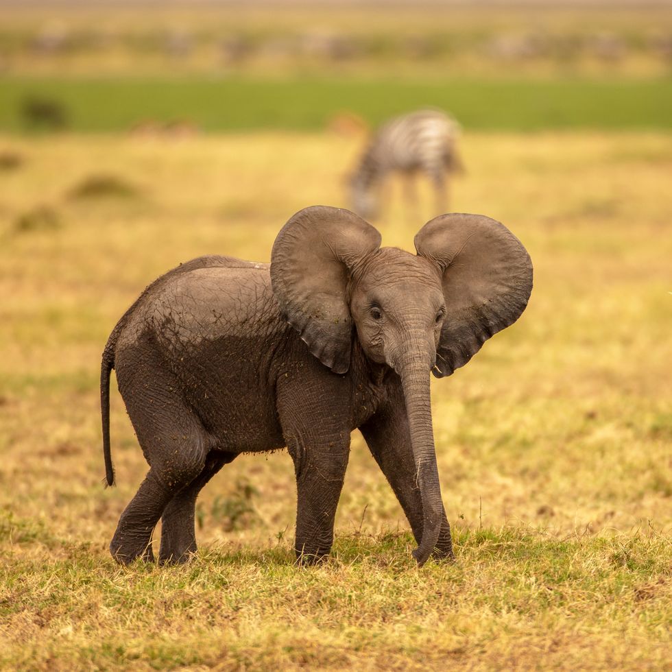 baby african elephant standing alone the calf is walking the plains of amboseli national park it has large ears, making him look a bit goofy and happy lurry background