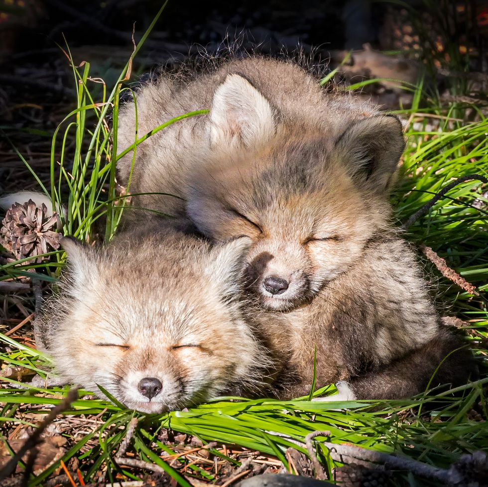 two baby fox kits sleeping with eyes shut and snuggled on top of each other in the forest of grand teton national park