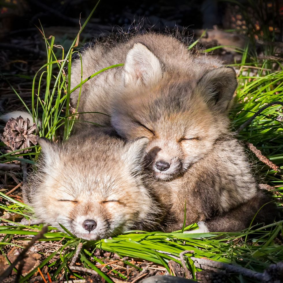 two baby fox kits sleeping with eyes shut and snuggled on top of each other in the forest of grand teton national park