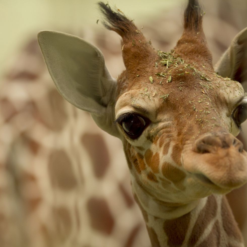 giraffe calf portrait in african wilderness