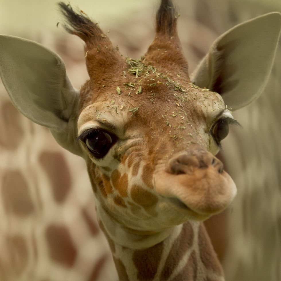 giraffe calf portrait in african wilderness