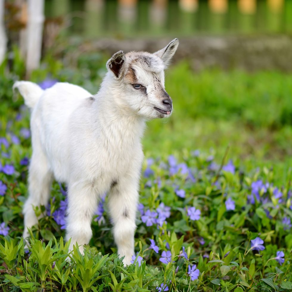 white baby goat standing on green lawn with flowers periwinkle vinca major