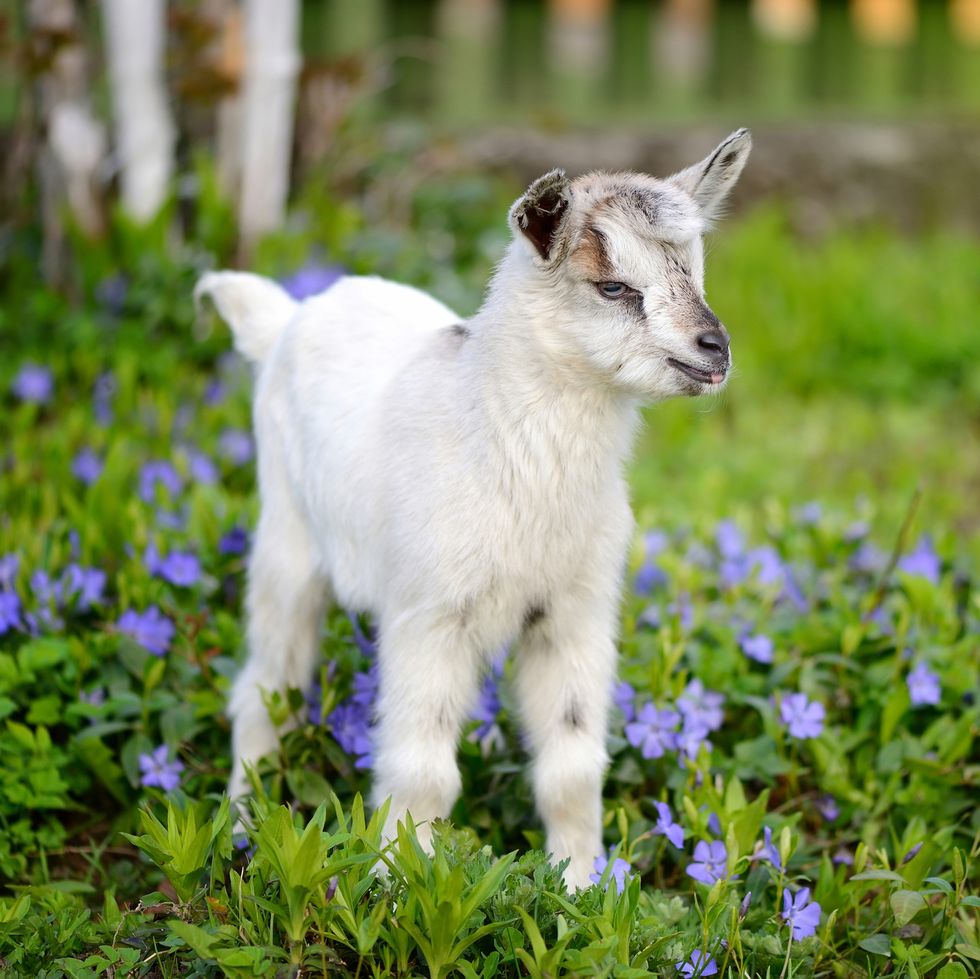 white baby goat standing on green lawn with flowers periwinkle vinca major