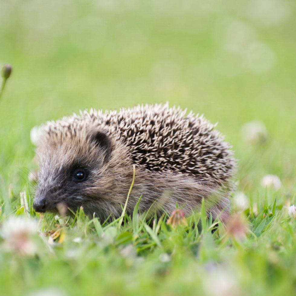 very cute baby hedgehog on lawn