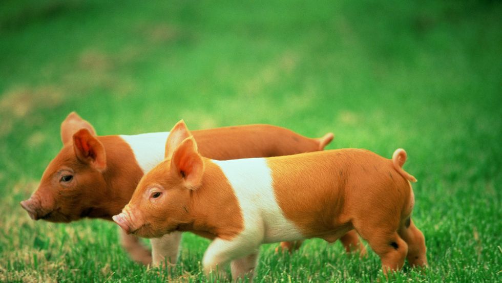a couple of pigs in a grassy area