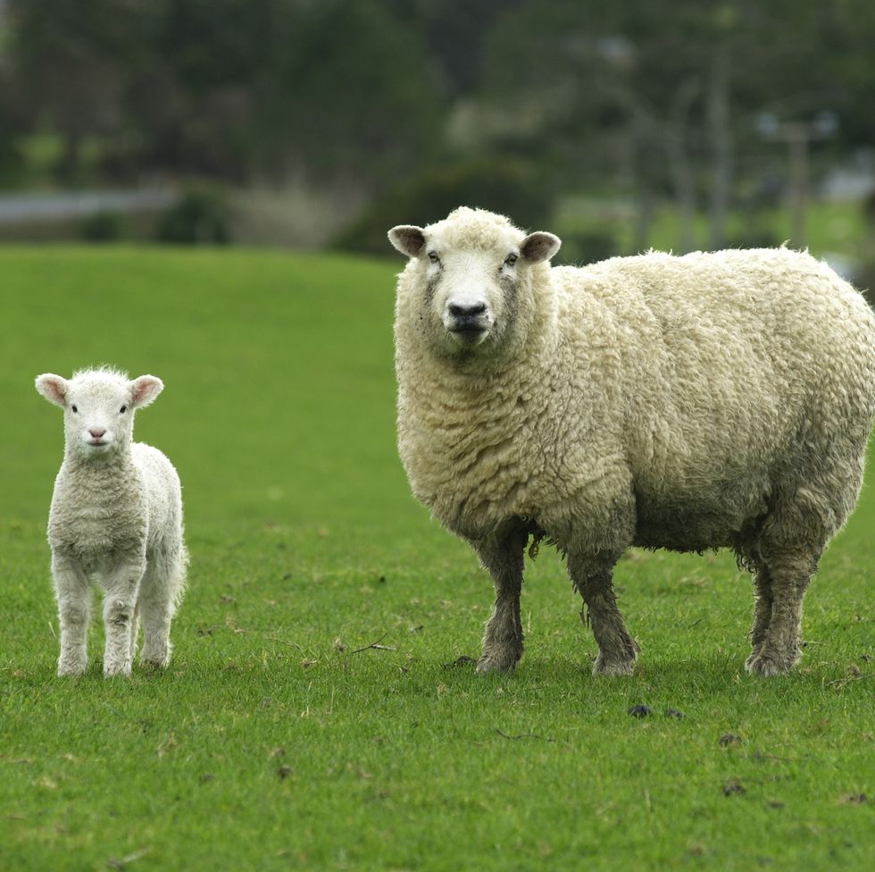 a sheep and its young in a field