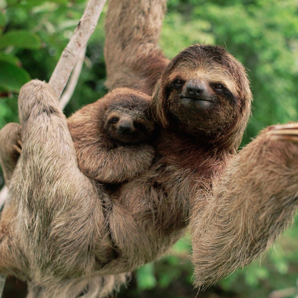 a couple of sloths hugging