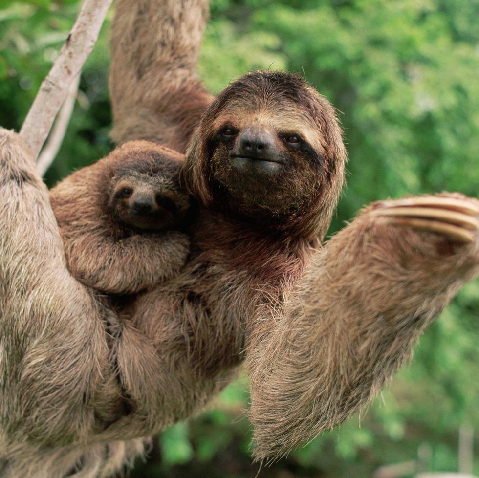 a couple of sloths hugging