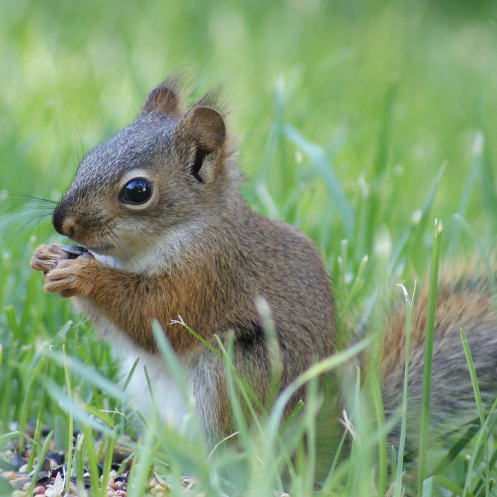 a squirrel eating grass